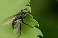 エゾシロヤドリバエPhryxe vulgaris