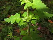 果実は萼片に包まれる。