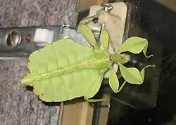 ホンコノハムシ