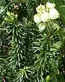 花は下を向く白山 2011年7月