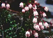 長野県塩見岳(2002年6月)