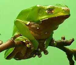 フタイロネコメガエル