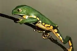 学名：フィッロメデューサ・ブルメイステリ