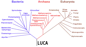 rRNA 遺伝子データに基づく系統樹(Woese et al., 1990)。最後の普遍的共通祖先(英語版)(LUCA)を根とする3つの生命ドメインを示す。