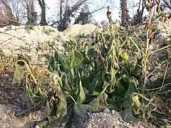 凍霜害を受けたブドウホオズキ