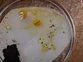 培養中の変形体