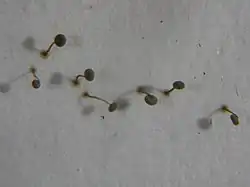 Physarum rigidum