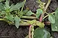 Physoderma pulposum（フィソデルマ科）に寄生されたアカザ属の植物