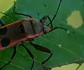 雄の体前半部前胸の盛り上がりや歩脚の棘が見える