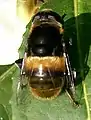 オオハナアブPhytomia zonata