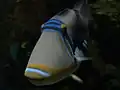 水族館のムラサメモンガラ