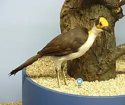 ハゲチメドリ