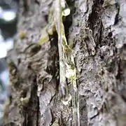 松脂