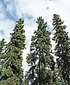 シロトウヒ Picea glauca