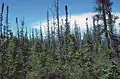 クロトウヒ Picea mariana アラスカにて