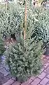 kerstboom