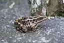 カクモンガエル