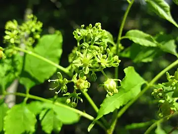 雄花