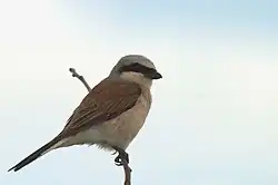 セアカモズ