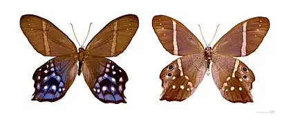 フトオハカマジャノメ 名義タイプ亜種 Pi. hyalinus hyalinus  ♂, 仏領ギアナ, MHNT蔵