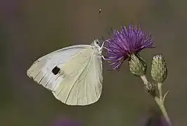 Pierini(シロチョウ族)オオモンシロチョウ