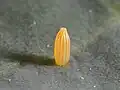 卵