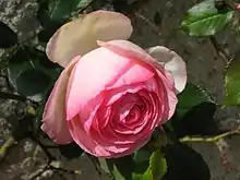 ピエール・ド・ロンサール