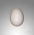 Columba oenas