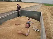 収穫した大量のコムギの実(イスラエル)