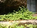 集団を成して生えている