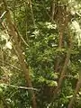立木に登って開花中（同）