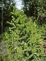 Pigenodendron uviferumの葉
