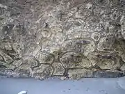 小港海岸・枕状溶岩の露頭
