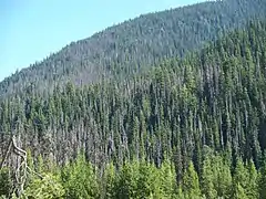 2010年8月現在、カナダのブリティッシュコロンビア州にあるECマニング州立公園でのマツカブトムシの被害