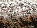 フンボルトペンギン