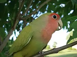 コザクラインコ