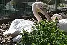 モモイロペリカン（2015年（平成27年）5月）