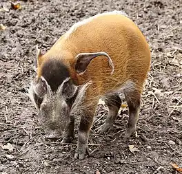 アカカワイノシシ