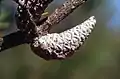 P. banksiana(二葉、Pinus亜属)