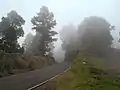 霧に包まれるPinus canariensis