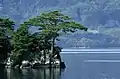 水辺の岩場に生えるアカマツ（Pinus densiflora）