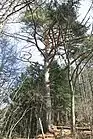 村人が山に芝刈りに行った時に馬をつなぎ止めた大木の「馬止の松」