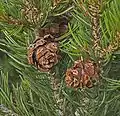 Pinus edulisの球果
