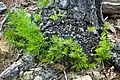 幹から萌芽したPinus leiophylla