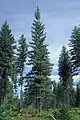 モンチコラマツ Pinus monticola
