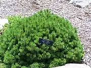 Minnesota Landscape ArboretumのPinus mugo 'Valley Cushion'