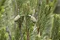 長い柄が目立つ球果をつけるPinus nelsonii