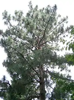 Pinus palustris