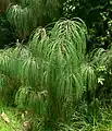 Pinus pseudostrobusの葉