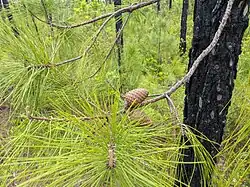 Pinus serotina